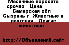 Месячные поросята срочно › Цена ­ 2 500 - Самарская обл., Сызрань г. Животные и растения » Другие животные   